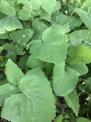 Sonchus oleraceus