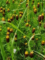 Trifolium spadiceum