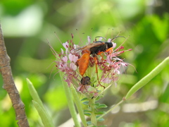 Sphex ashmeadi