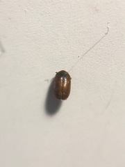 Bostrichoidea