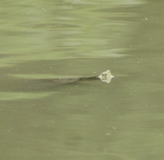 Trachemys scripta troostii