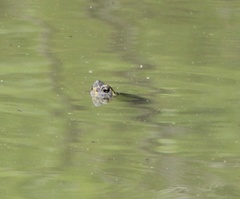 Trachemys scripta troostii