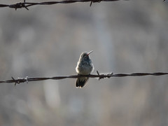 Cynanthus latirostris