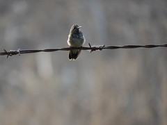 Cynanthus latirostris