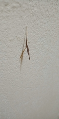 Pterygota