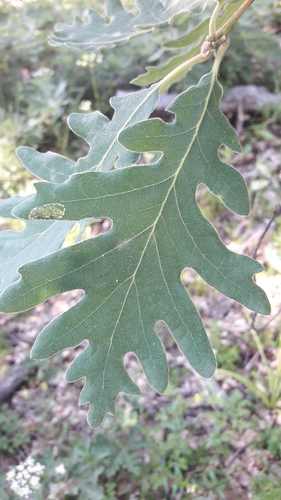 Pyrenean Oak