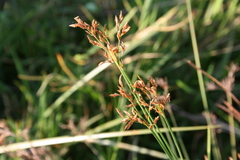 Fimbristylis complanata