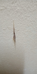 Pterygota