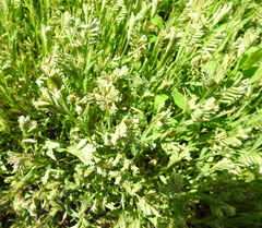 Sclerochloa dura