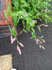 Persicaria maculosa