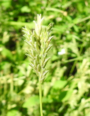 Sclerochloa dura