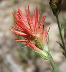 Castilleja miniata oblongifolia