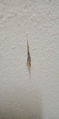 Pterygota