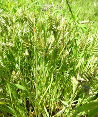 Sclerochloa dura