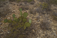 Opuntia aciculata
