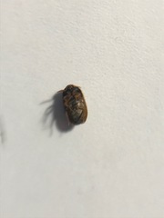 Bostrichoidea