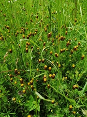 Trifolium spadiceum
