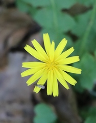 Aposeris foetida