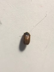 Bostrichoidea