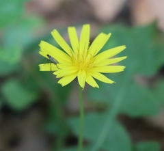 Aposeris foetida
