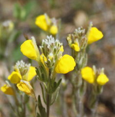Castilleja lasiorhyncha