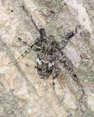 Aegomorphus quadrigibbus