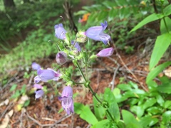 Penstemon rattanii