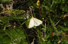 Udea austriacalis