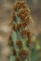 Opuntia aciculata