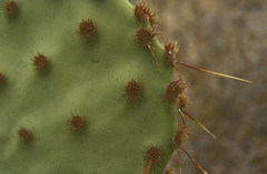 Opuntia aciculata