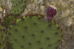 Opuntia aciculata