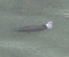 Trachemys scripta troostii