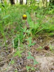Trifolium spadiceum