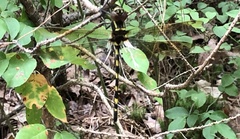 Macromia pacifica