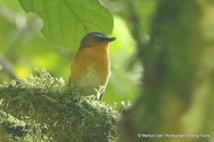 Cossyphicula roberti