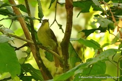 Phyllastrephus cabanisi