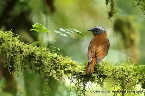 Red-throated Alethe (pseudalethe Poliophrys) · Inaturalist