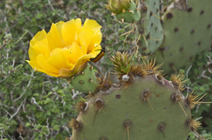Opuntia aciculata
