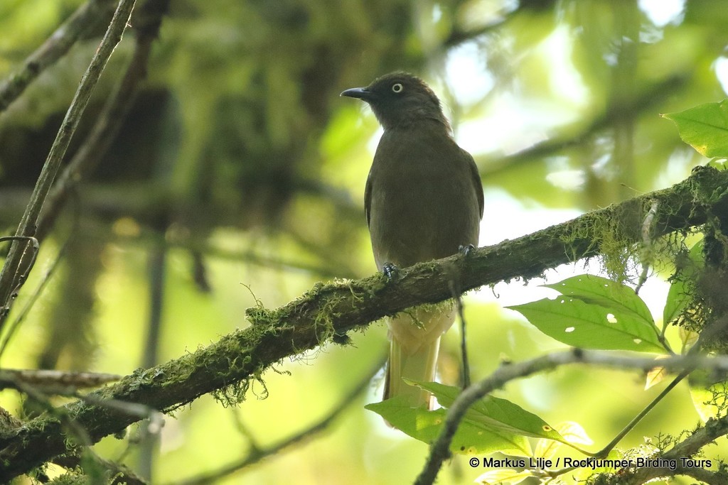 Honeyguide Greenbul (Baeopogon indicator) photo
