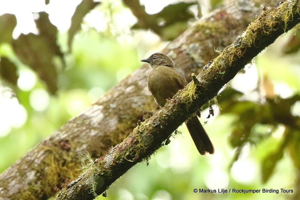 Plain Greenbul photo