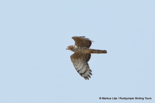 African Cuckoo-Hawk