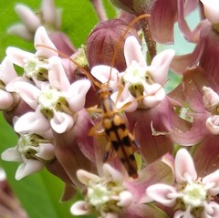 Strangalia luteicornis