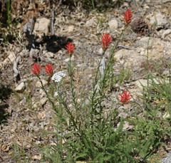 Castilleja miniata oblongifolia