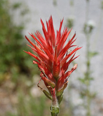Castilleja miniata oblongifolia