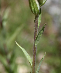Castilleja miniata oblongifolia