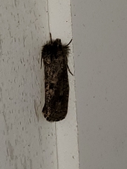 Acrolophus arcanella