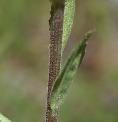 Castilleja miniata oblongifolia