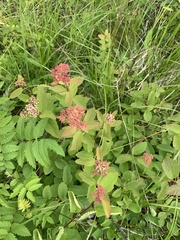 Spiraea splendens