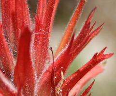 Castilleja miniata oblongifolia