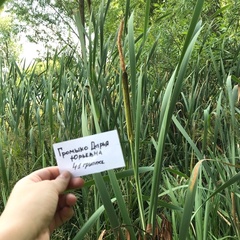 Typha latifolia
